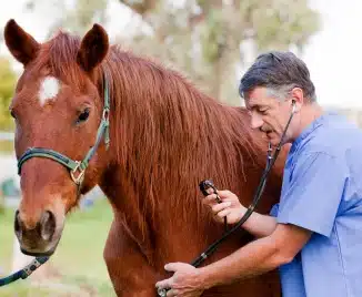 biioduro di mercurio pomata galenica veterinaria in Farmacia