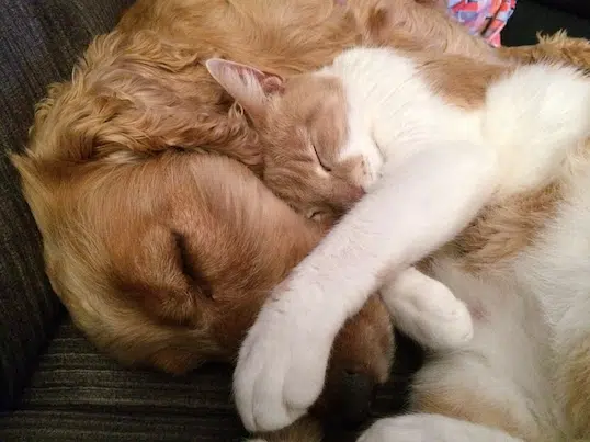 Micofenolato uso veterinario: dosaggio del galenico